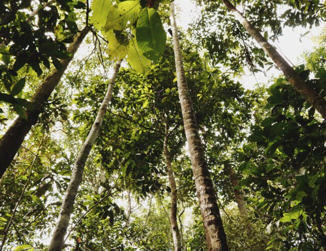 conheca floresta amazonica