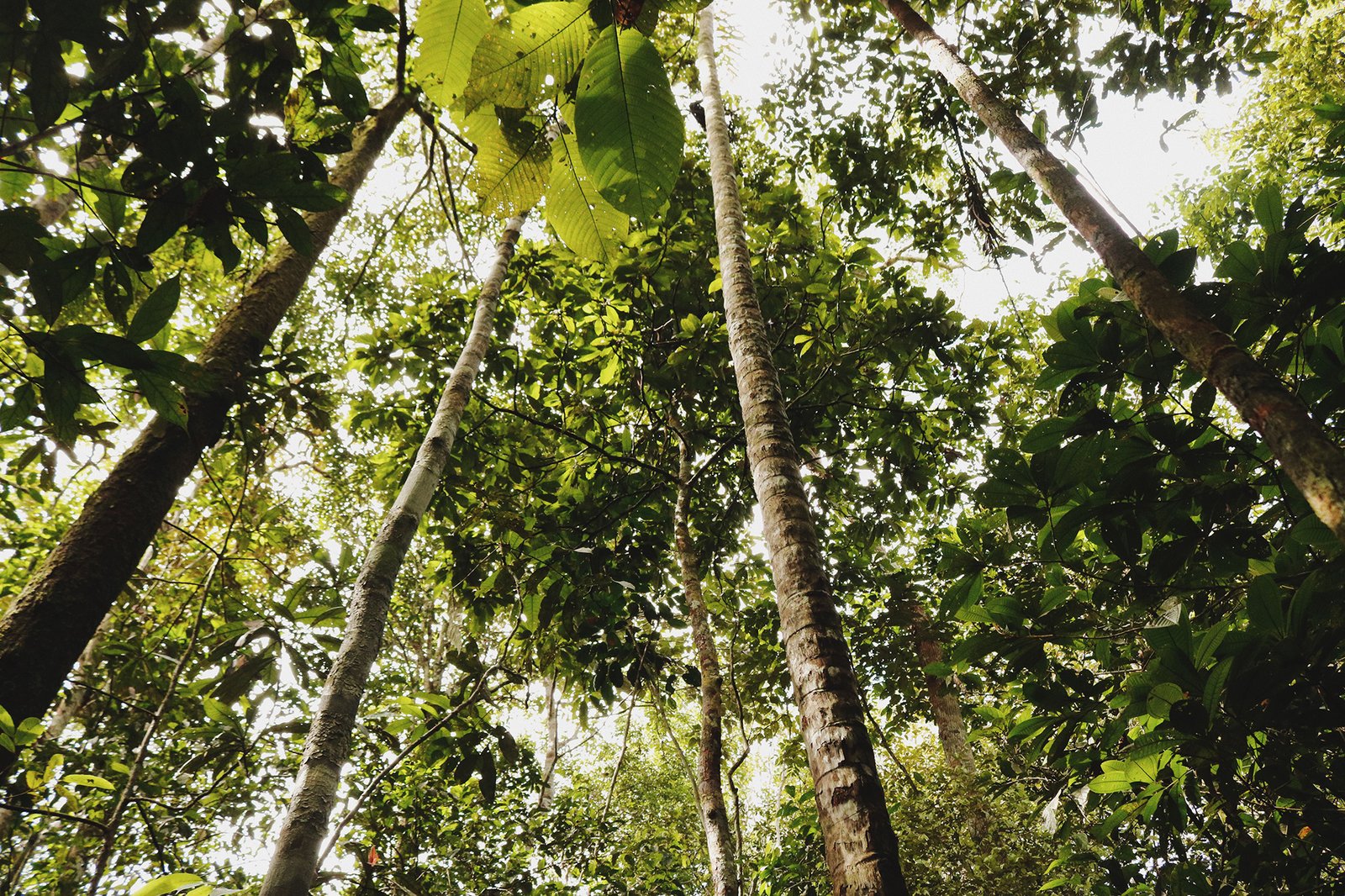 conheca floresta amazonica