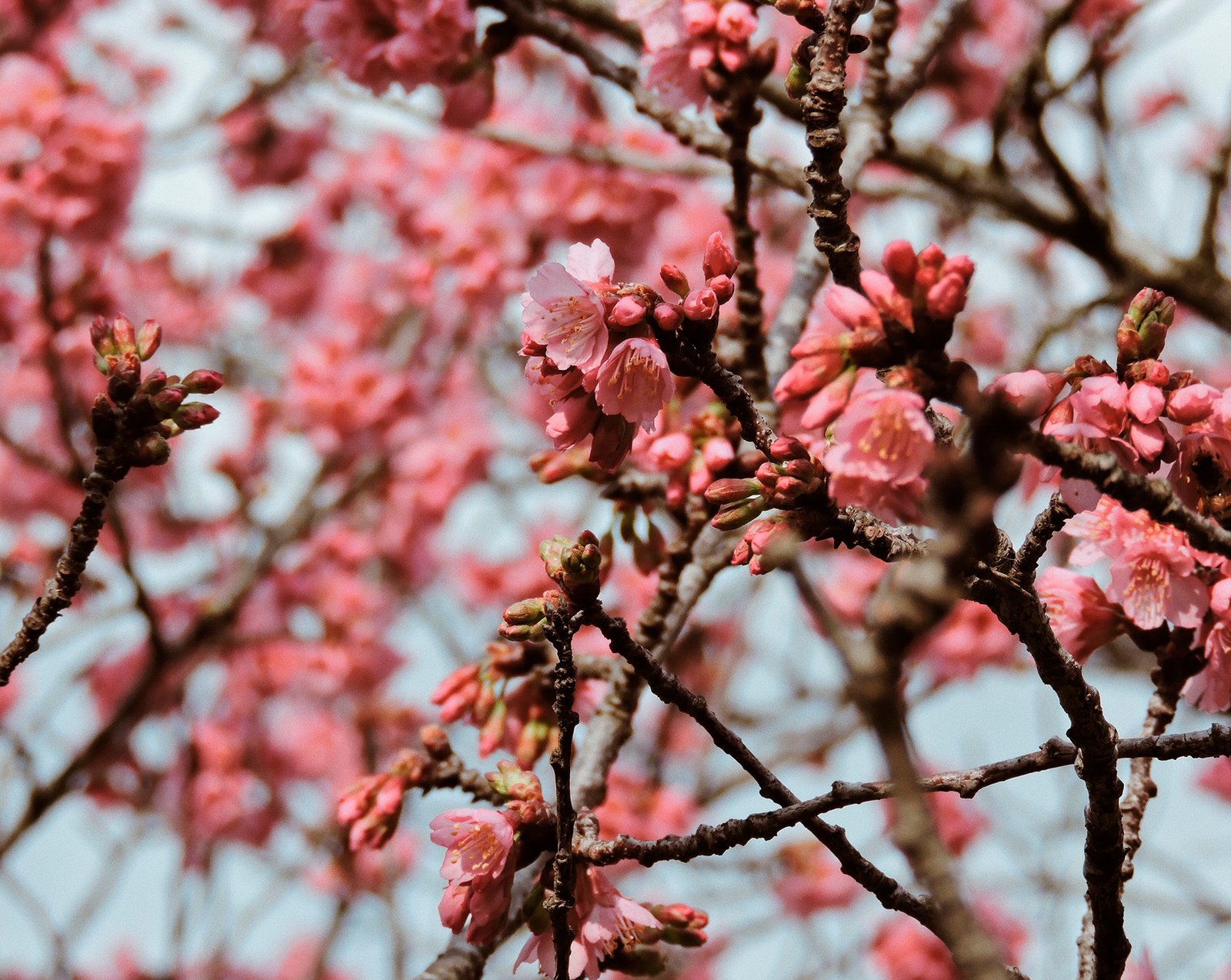 As cores do Jardim Botânico