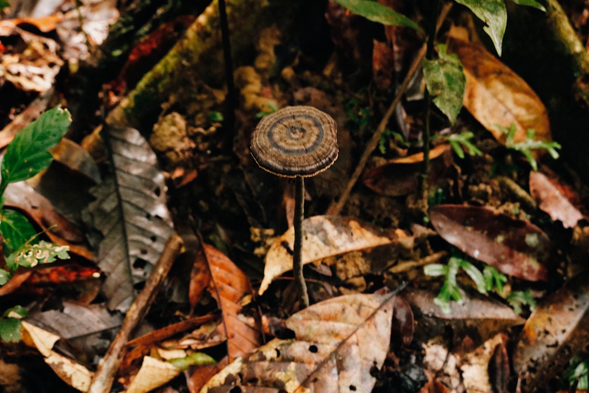Cogumelo no chão da floresta