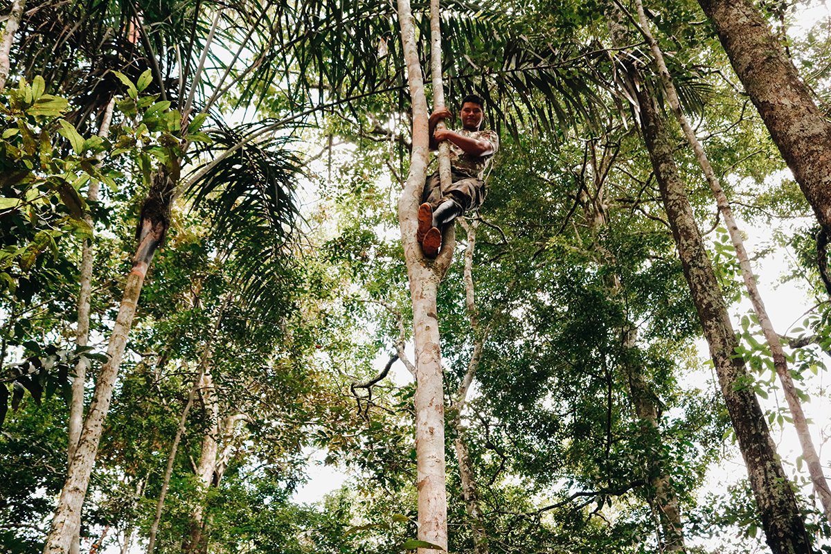 Denis subindo em uma árvore