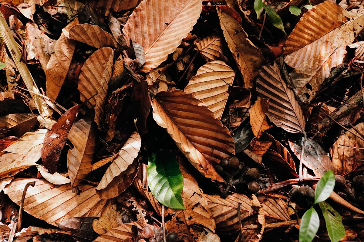 Flores seca cobrem o chão da floresta