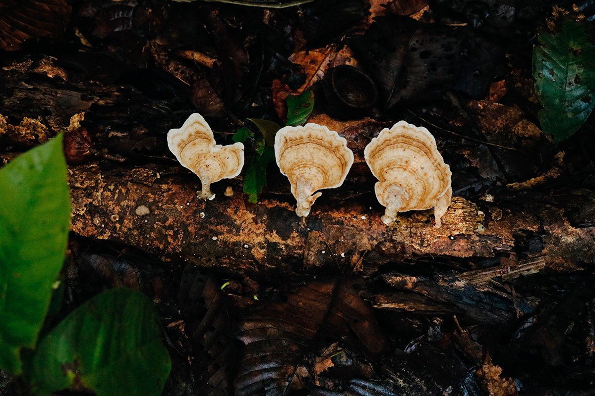 Cogumelos que nasceram sobre um tronco no chão