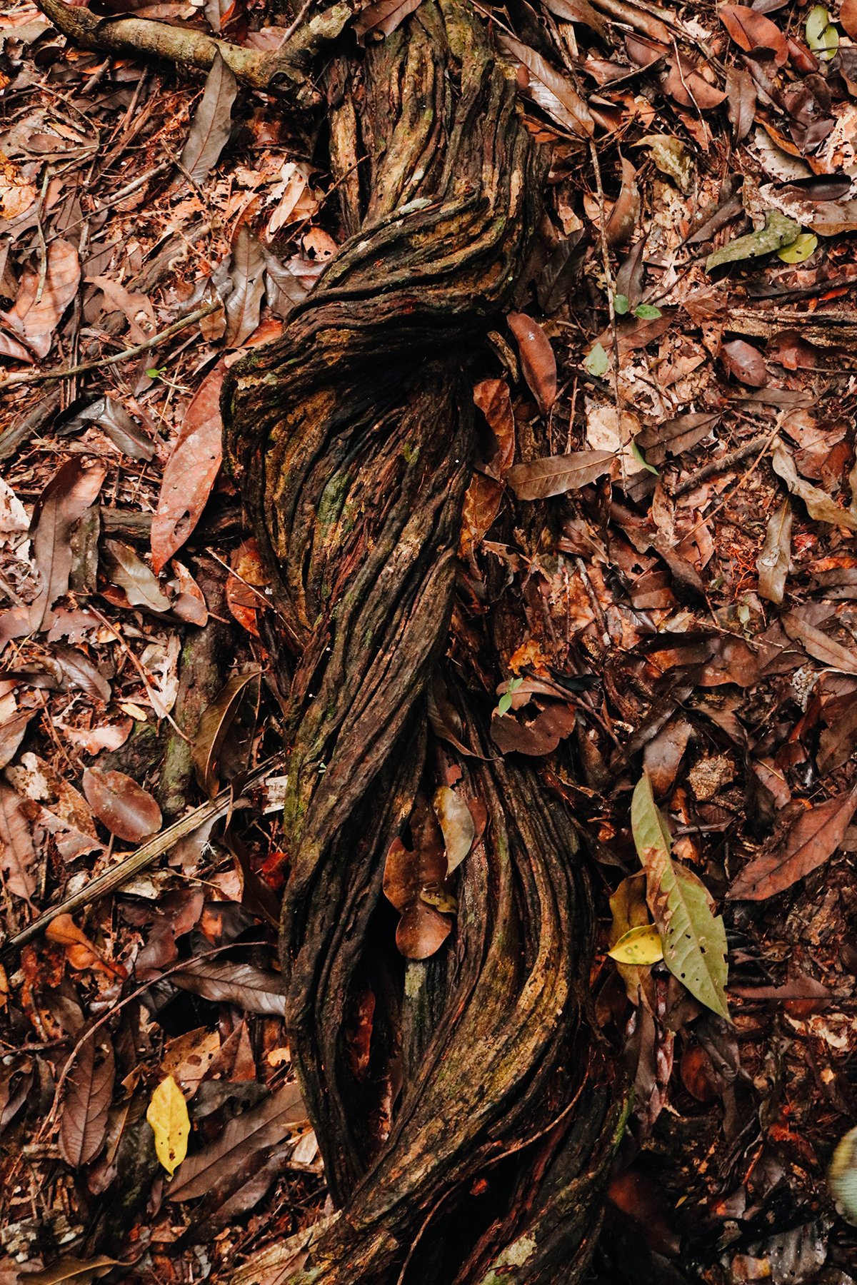 Linda raiz de uma árvore