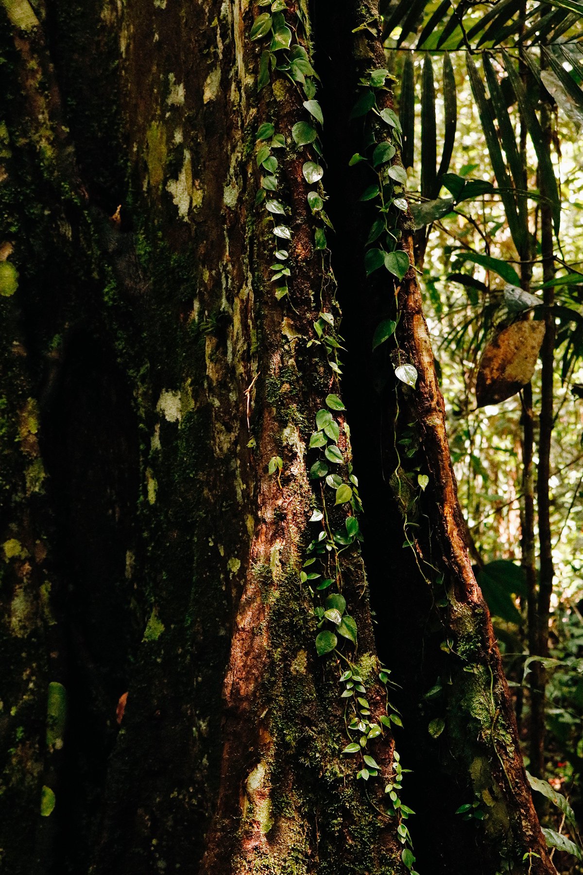 Muito verde e muita vida pela floresta