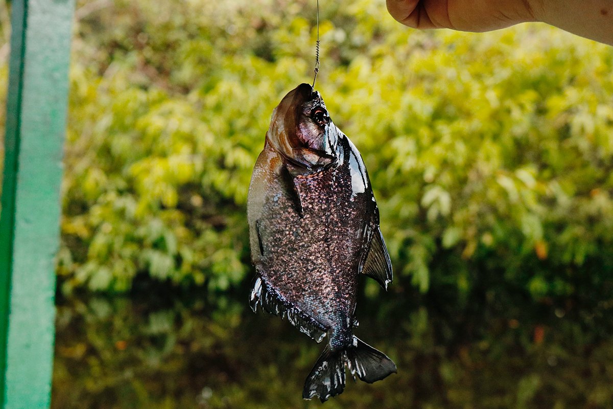 Uma piranha no anzol