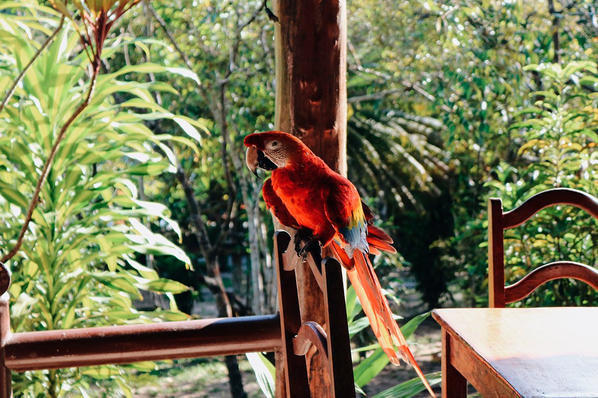 Arara vermelha no hotel de selva
