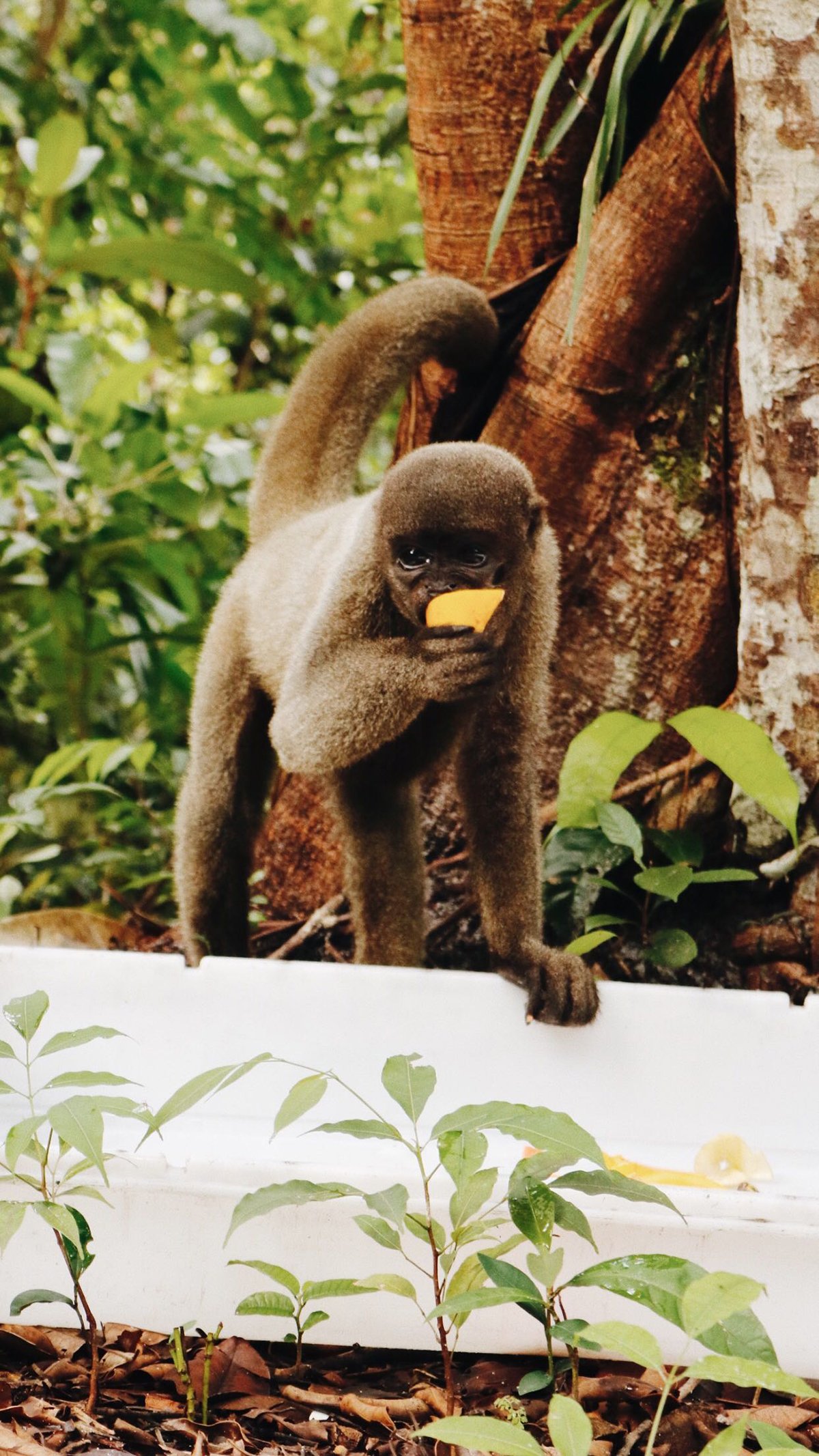Macaca se alimentando de frutas frescas