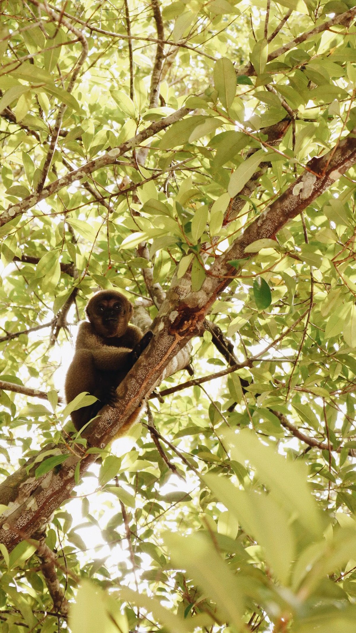 Macaca na copa de uma árvore