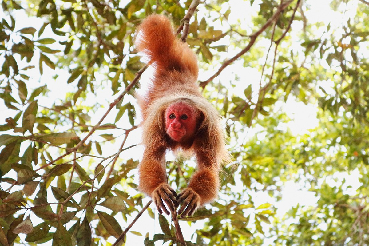 Macado da cara vermelha