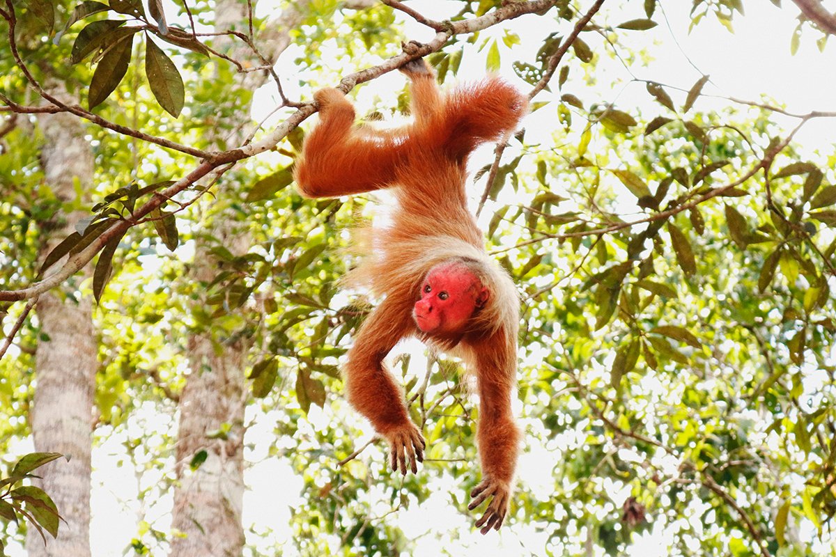 Macado da cara vermelha