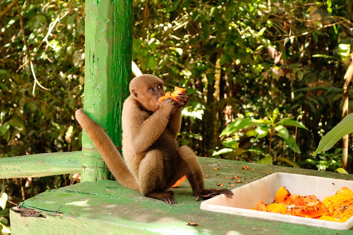 Macaco se alimentando