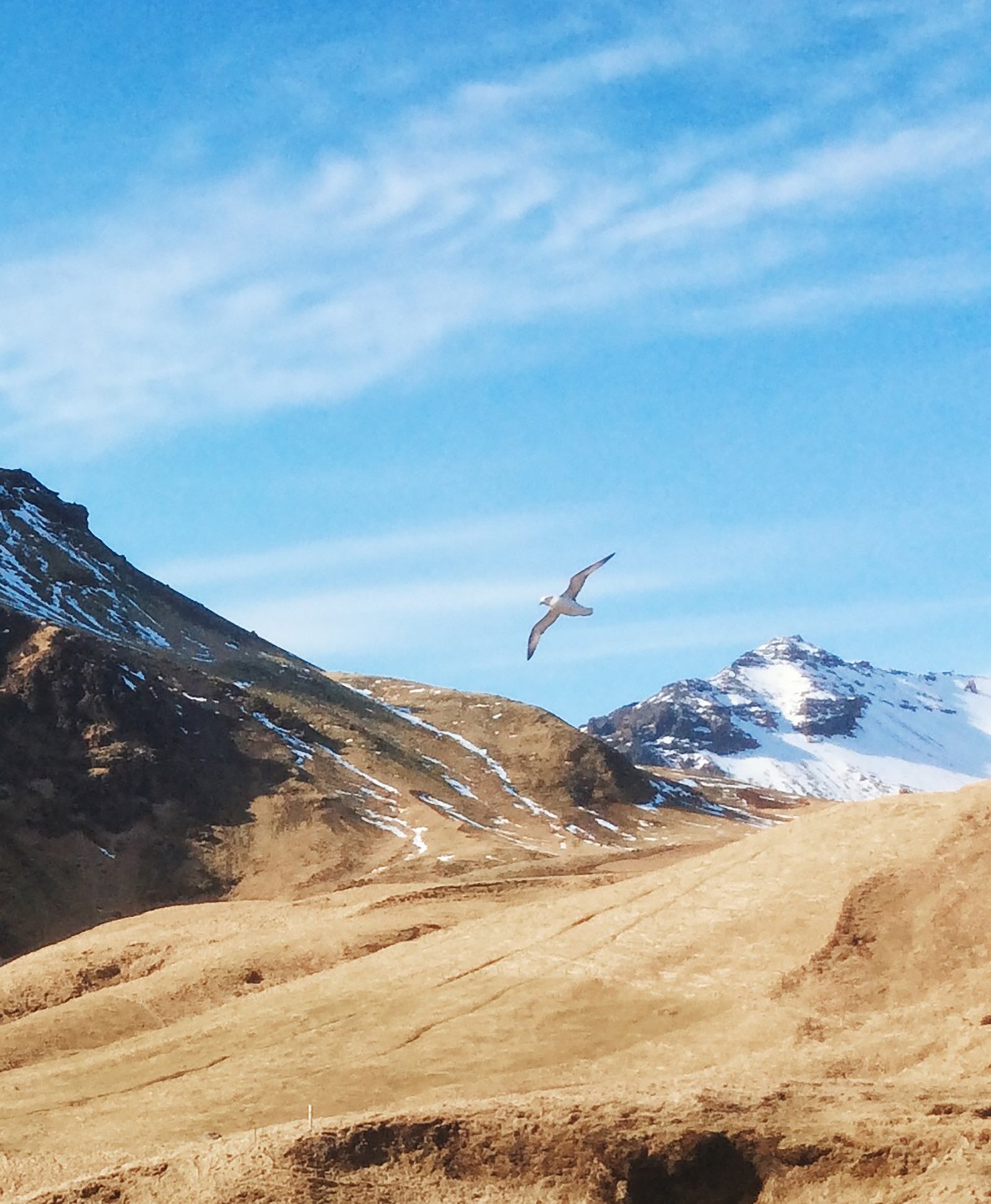 Pássaro voando sobre as montanhas nevadas