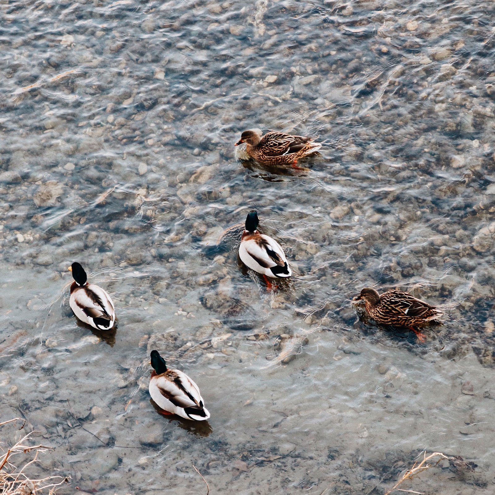 Patos nadando no rio Ádige