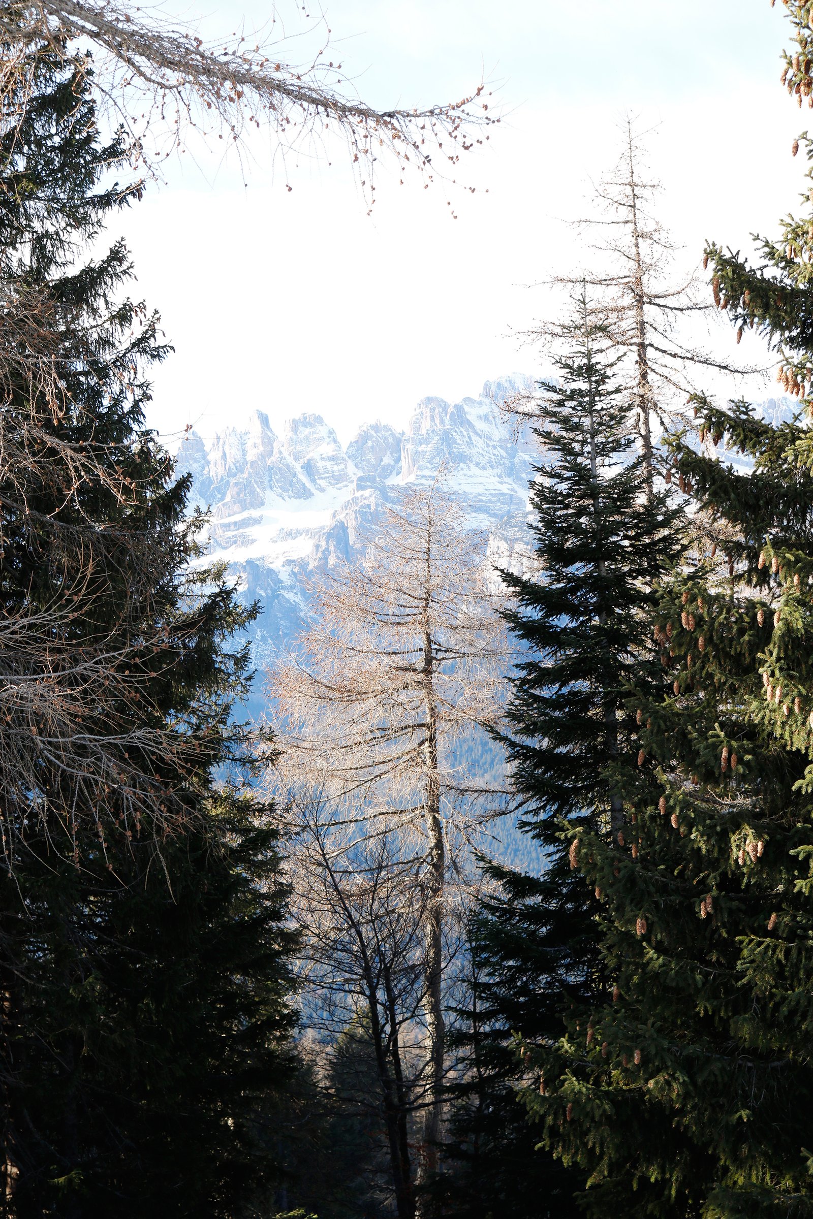 Pinheiros e as Dolomitas ao fundo