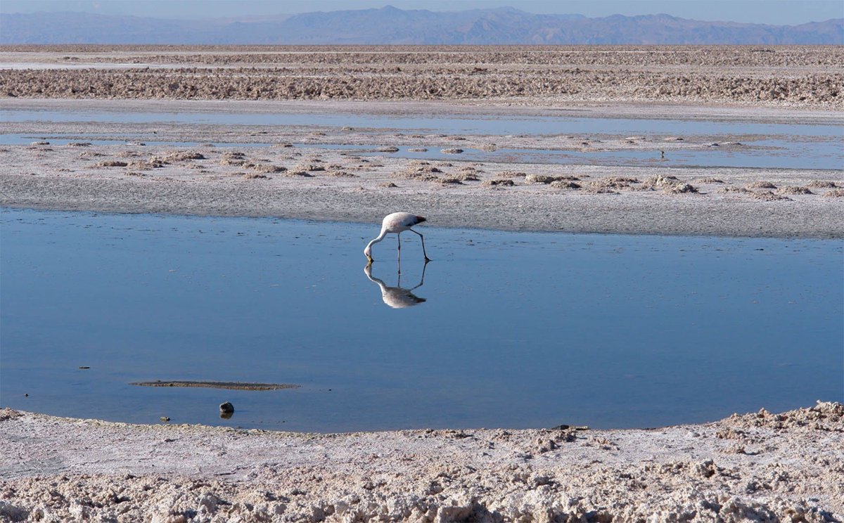 Chile - Deserto do Atacama