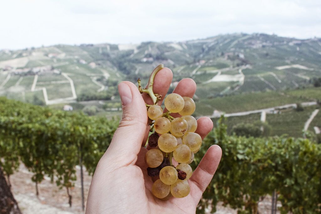 Moscato Branco - Canelli