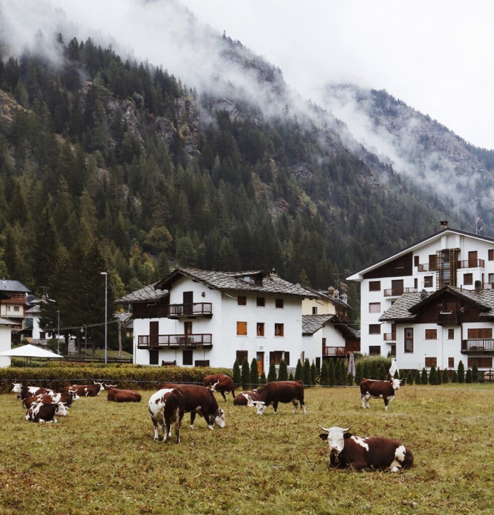 Valle d'Aosta - Vacas com montanhas ao fundo